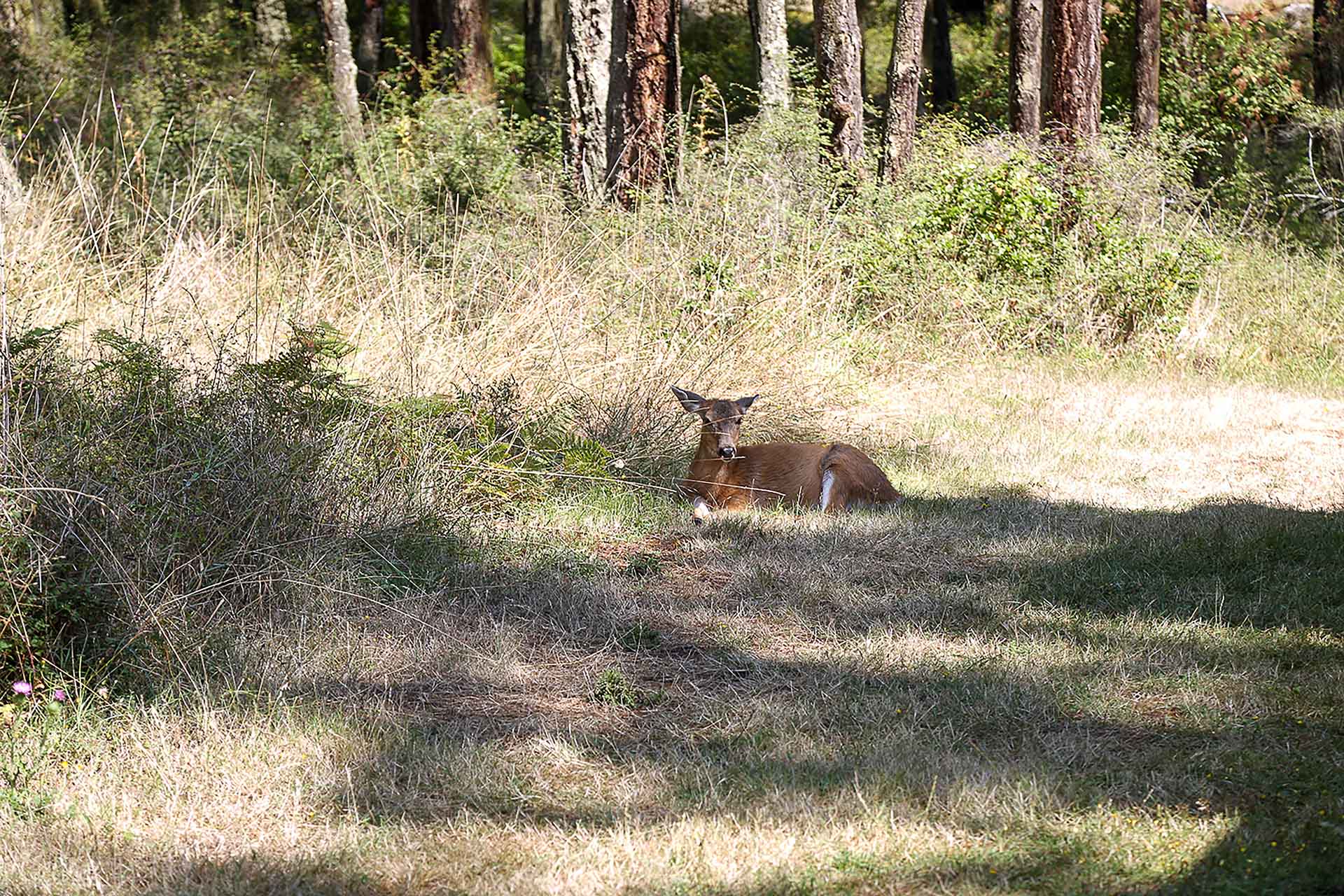 Brown deer lying in grassy forest clearing surrounded by tall trees and dry grass