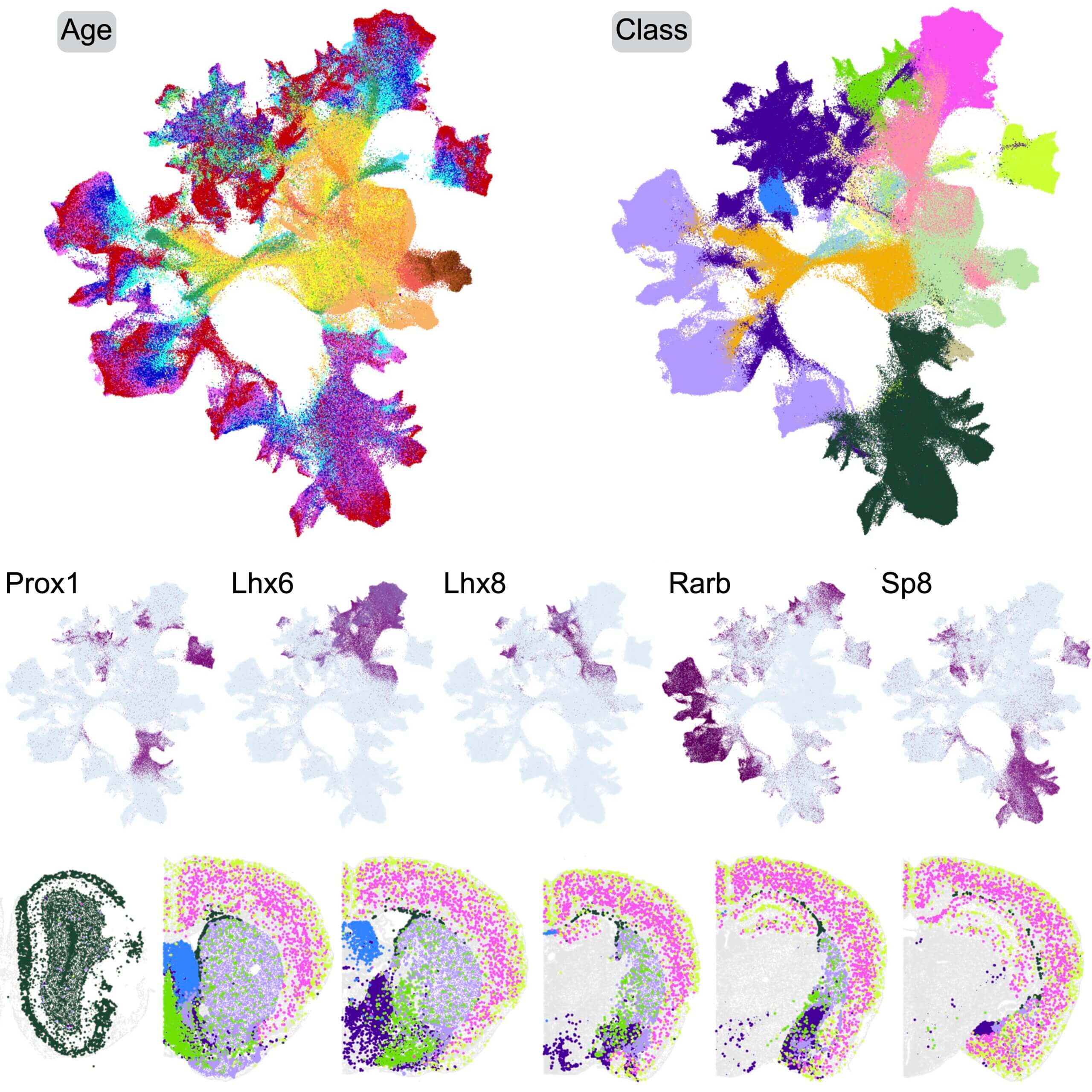 Colorful spatial gene expression maps showing age, cell class, and individual gene distributions.
