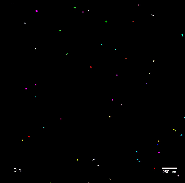 Scattered colorful fluorescent points and streaks on black background, microscopy image