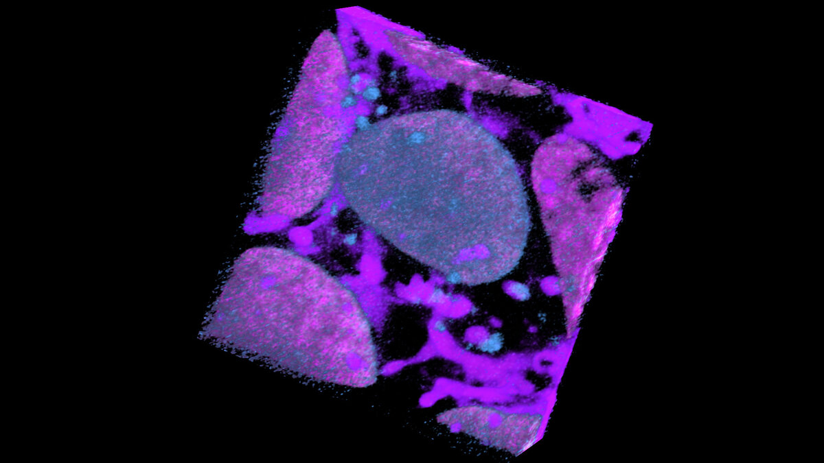 Cell Image Feature Introduction to the Cell Feature Explorer (CFE)