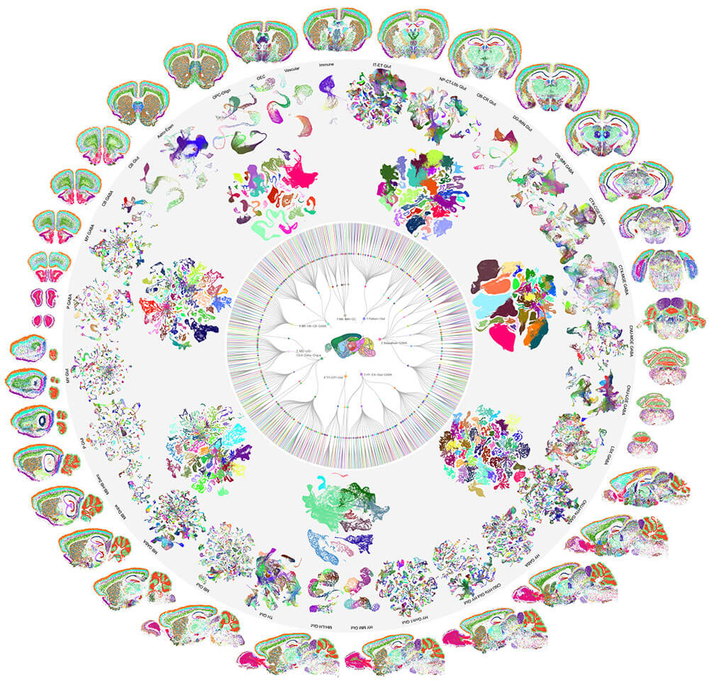 Circular brain atlas showing colorful neuroanatomical cross-sections and gene expression maps