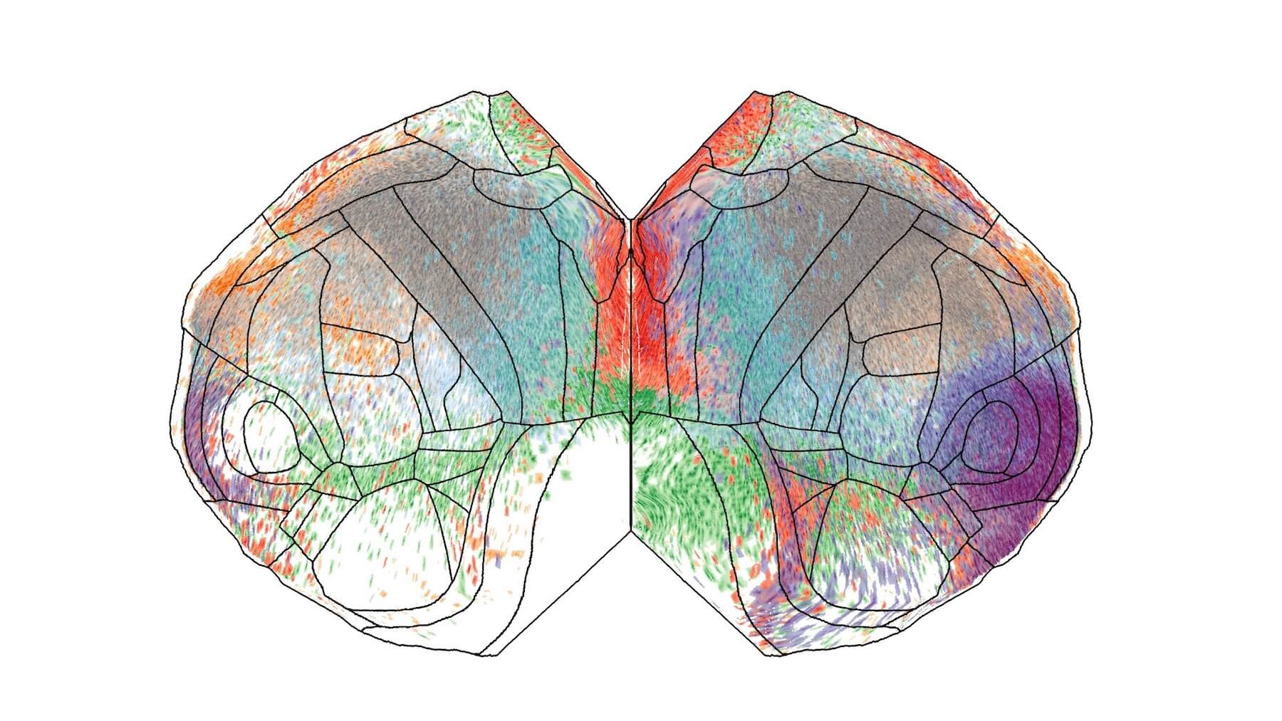 Colorful illustrated brain map showing anatomical regions with different colored zones and labeled divisions.