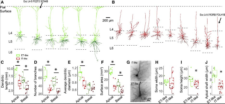 Morphological comparison of neuron dendrites in Apical versus Basal configurations