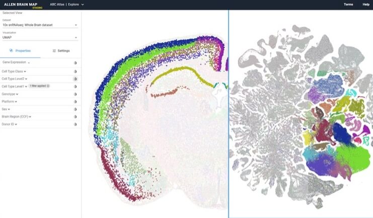 Colorful brain map visualization showing neural cell distribution and regional organization from Allen Brain Atlas