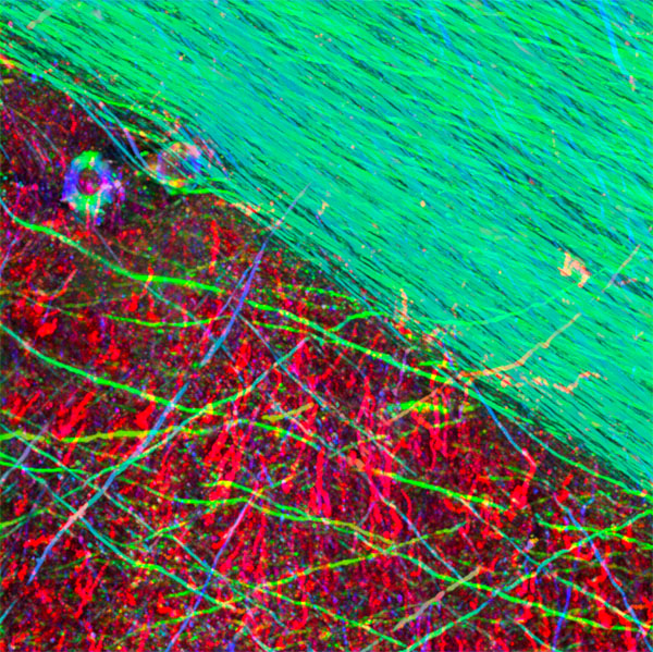 Vibrant abstract digital art with red, green, and neon colors forming intersecting patterns