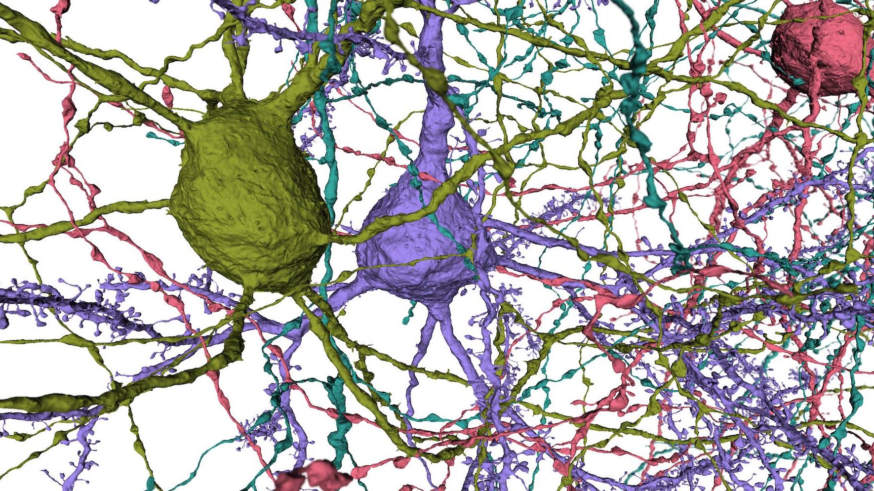 3D rendered neuron cell body with colorful branching dendrites and axons