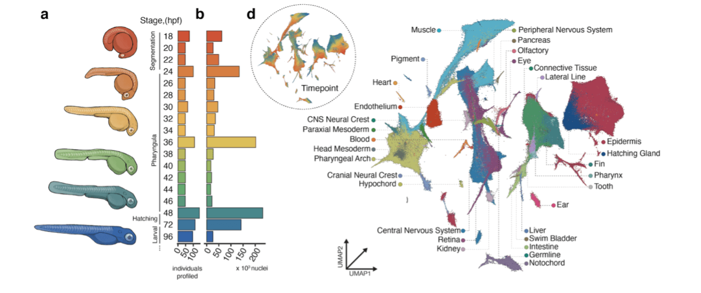 Fish developmental stages with segmentation chart and anatomical cell type mapping visualizations