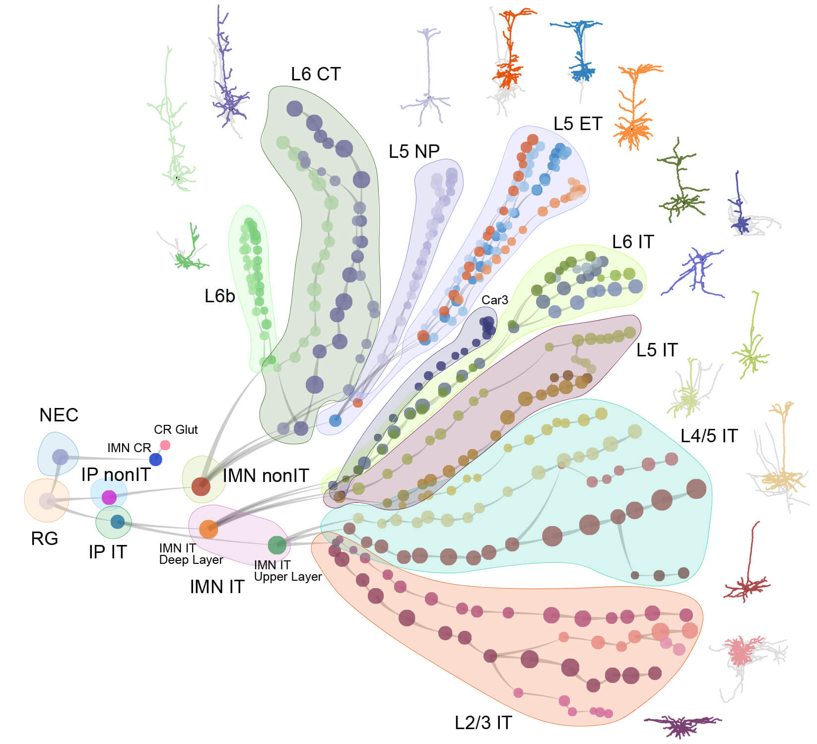 Diagram showing neuron connections and spinal cord layers labeled with anatomical regions and cell types