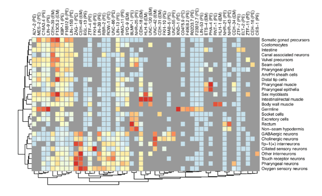 Heatmap showing gene expression levels across different C. elegans cell types and tissues
