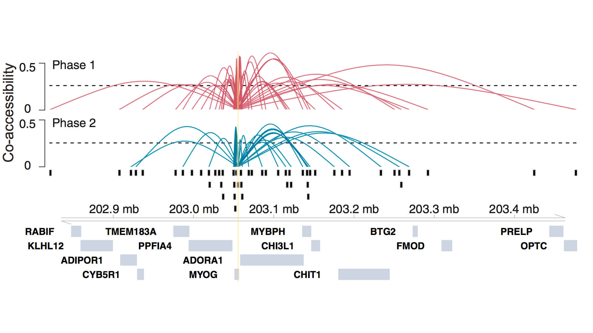 Co-accessibility graph showing Phase 1 and Phase 2 genomic regions with gene annotations spanning chromosome position 202.9-203.4 mb.