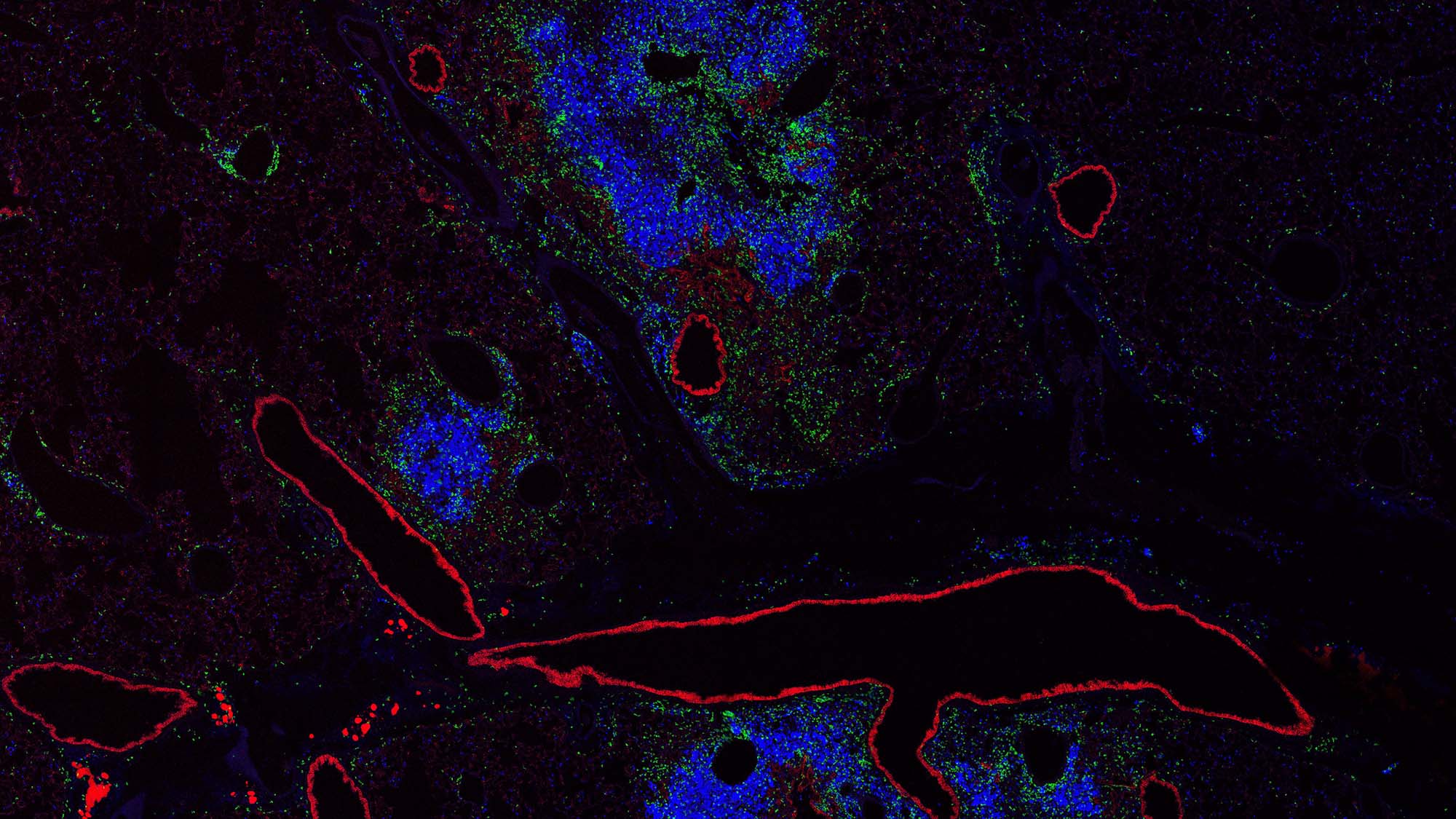 Fluorescent microscopy image showing cells with red outlines and blue-green interior staining.
