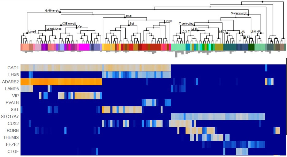 Hierarchical clustering heatmap showing gene expression patterns across multiple samples with dendrogram