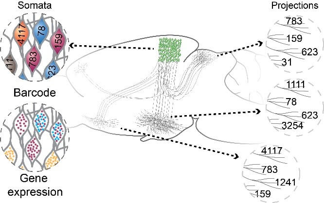 Diagram showing neural projections from somata, barcode, and gene expression to brain regions with numerical labels.