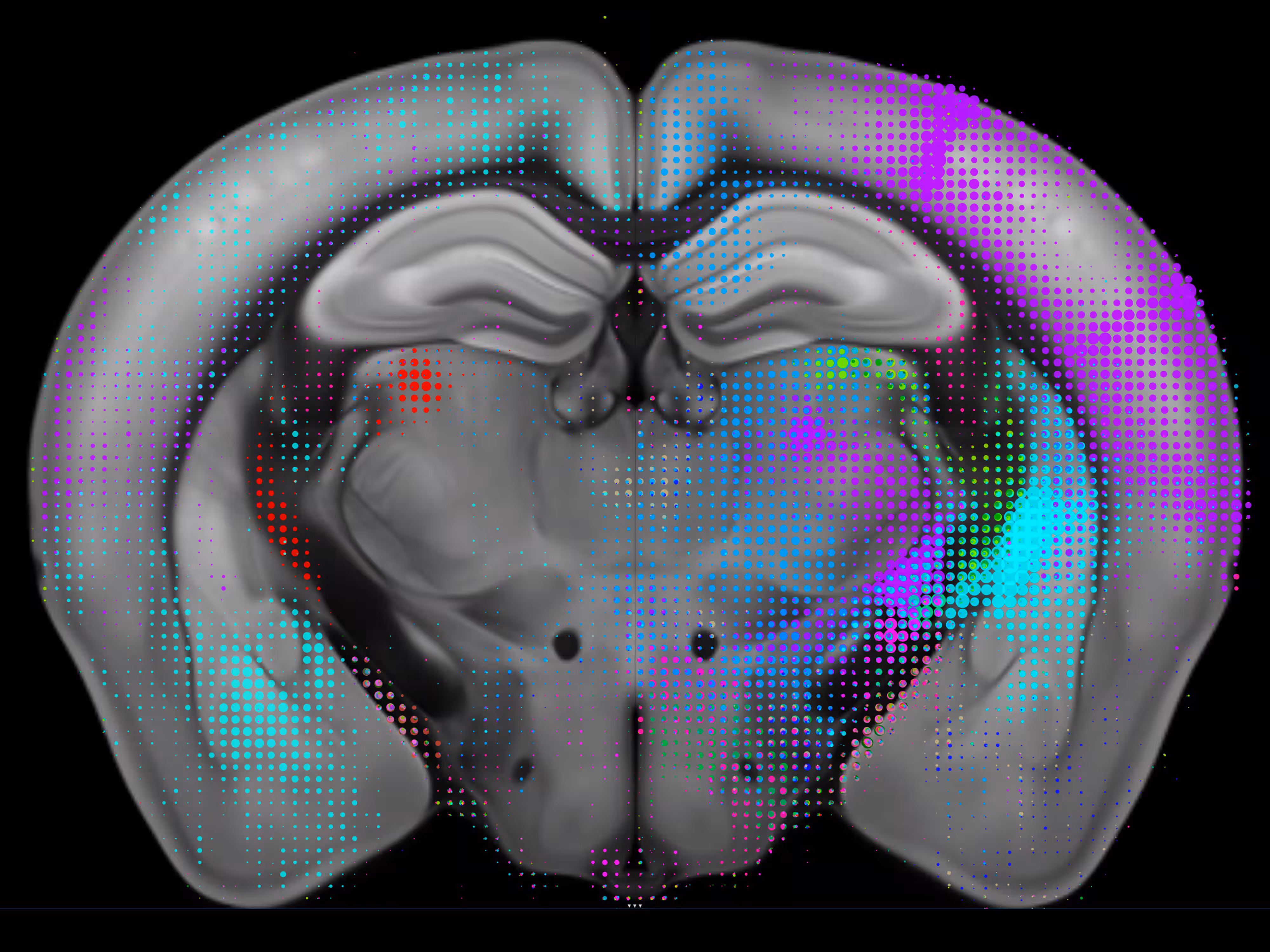 3D mouse brain visualization with colorful pixelated overlay showing neural activity regions