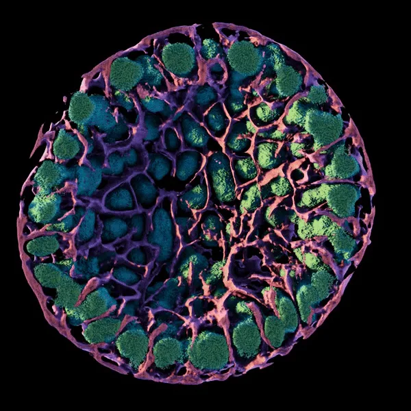 Microscopic cross-section showing green cells surrounded by purple vascular network on black background