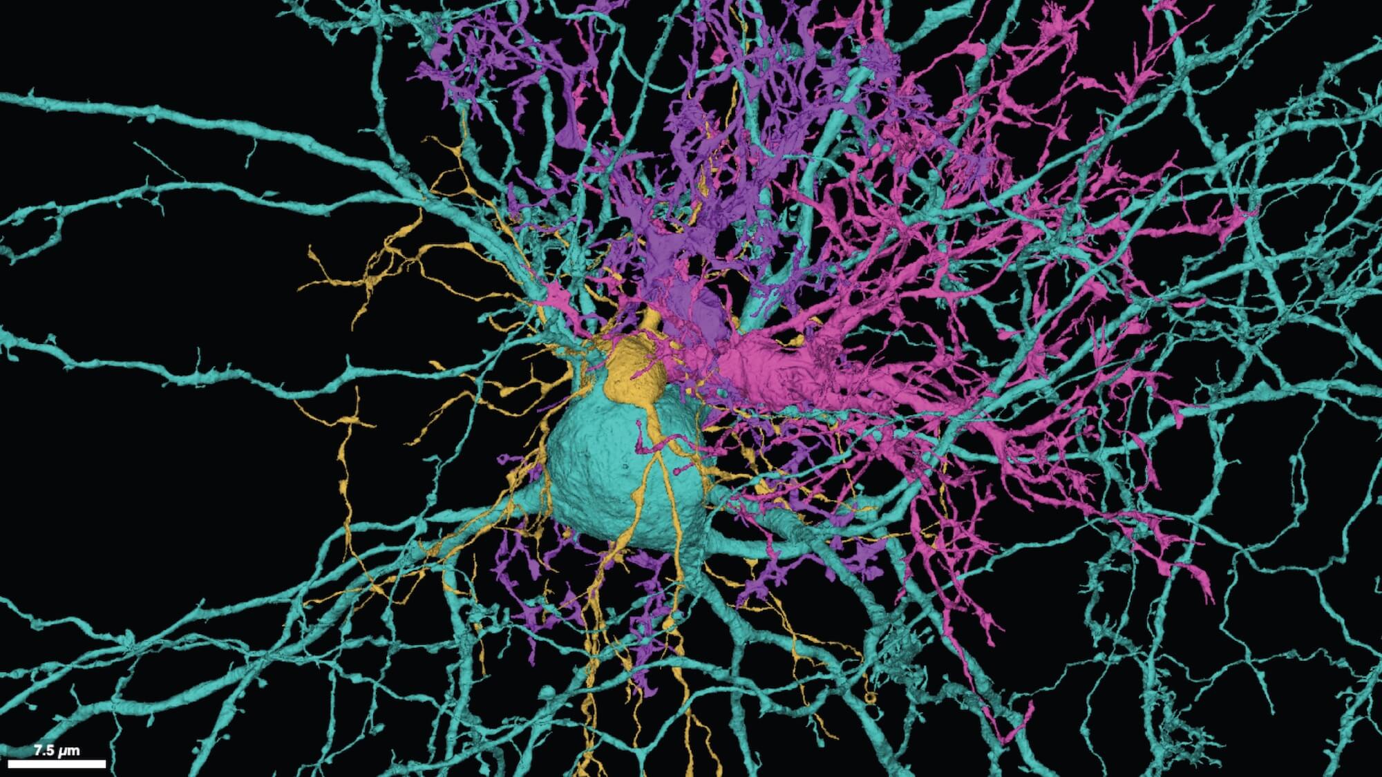 Colorful neuron cell with branching dendrites in cyan, purple, and gold on black background