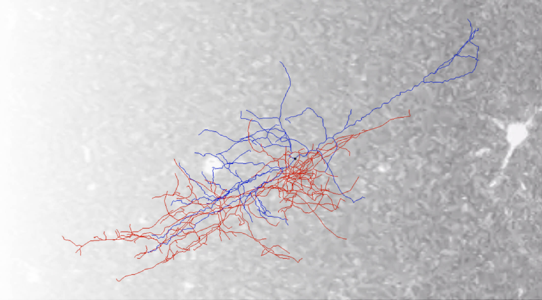 Blue and red neural network pathways on textured gray background map
