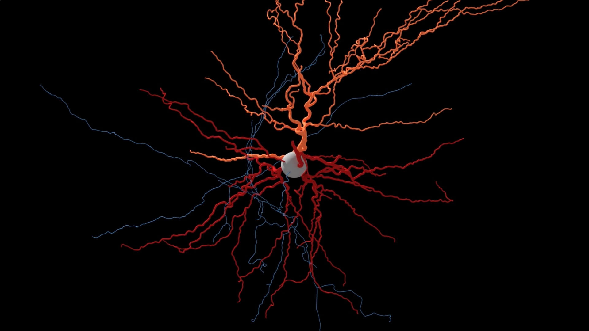 human neuron reconstruction from Allen Institute
