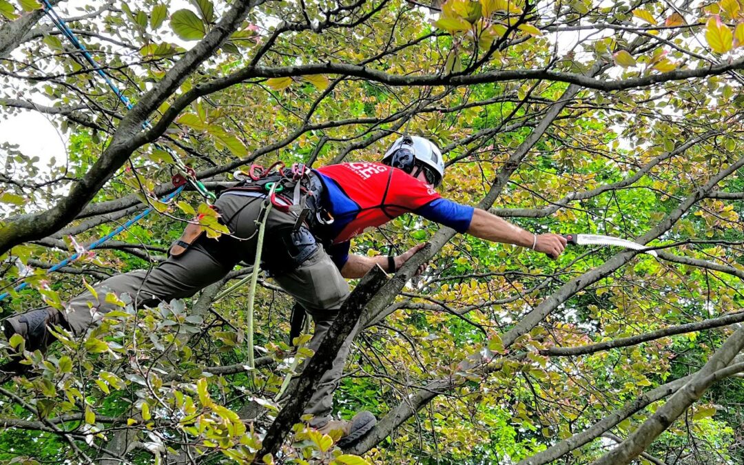 Tree Pruning & Trimming in Eugene, Oregon