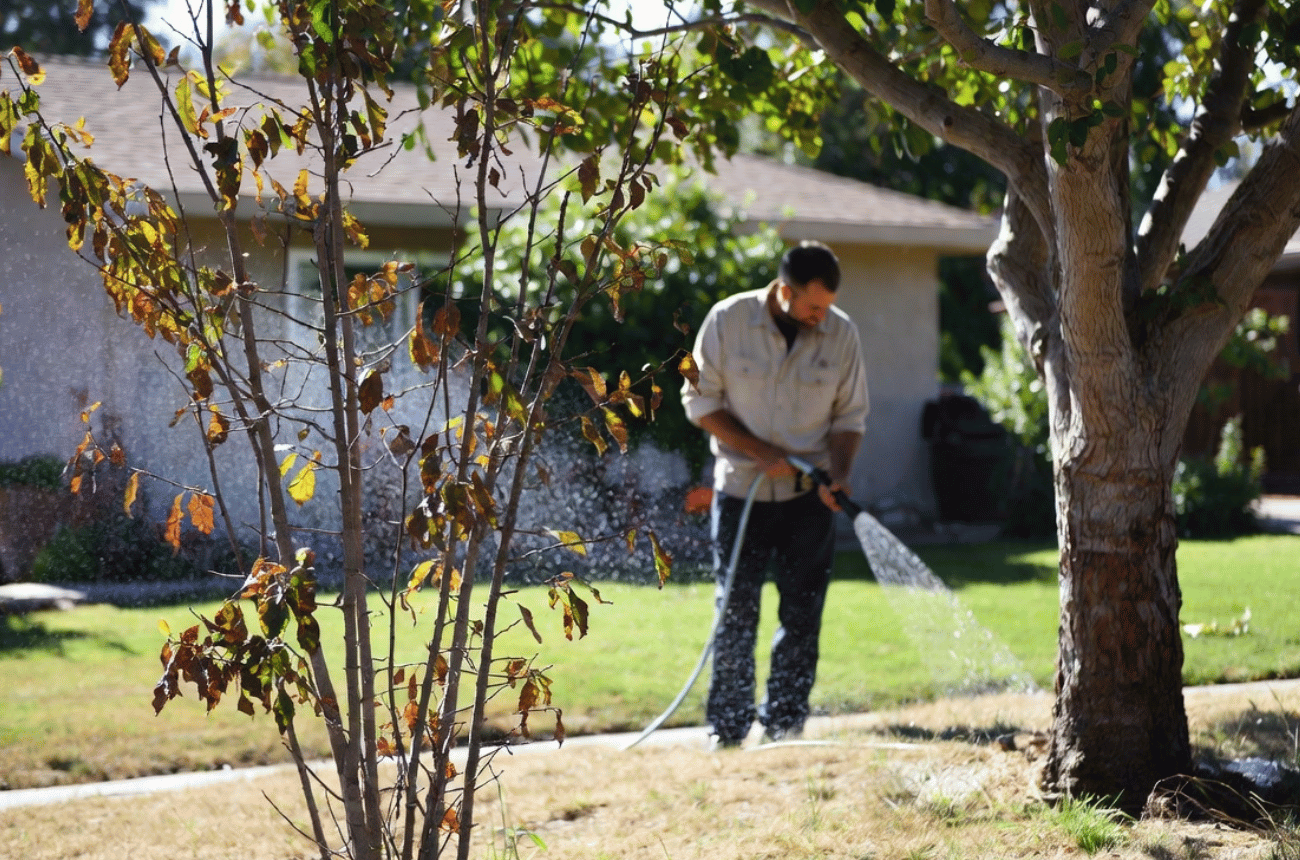 Drought Stress Mitigation for Trees in Eugene, Oregon