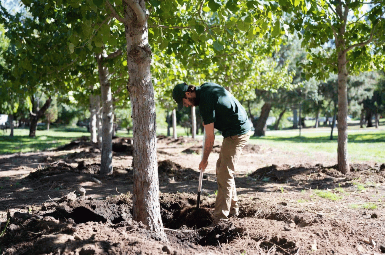 Tree Soil Decompaction in Eugene, OR