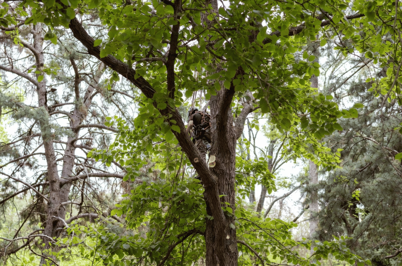 Tree Canopy Structural Care in Eugene, OR