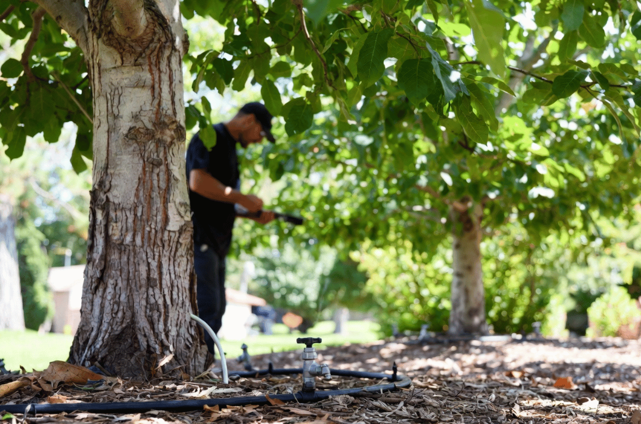 Irrigation System Evaluation for Trees in Eugene, OR