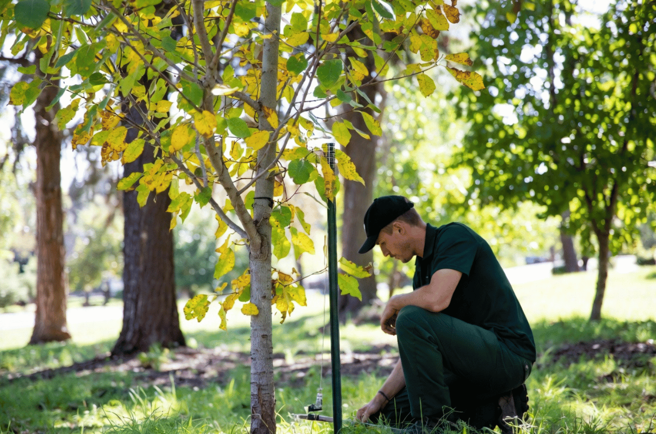 Tree Chlorosis Treatment & Recovery Programs in Eugene, OR