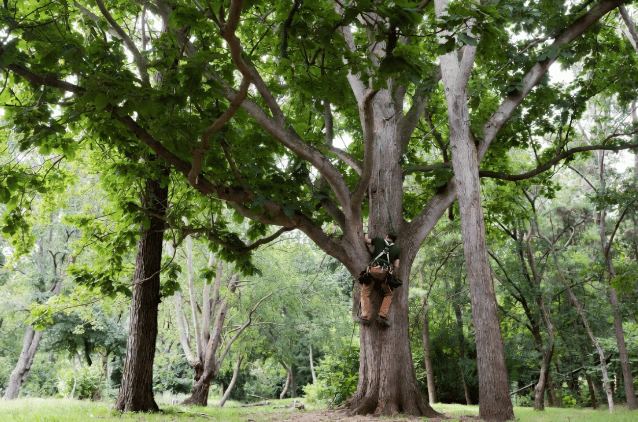 Storm Damage Preventative Tree Care in Eugene, Oregon