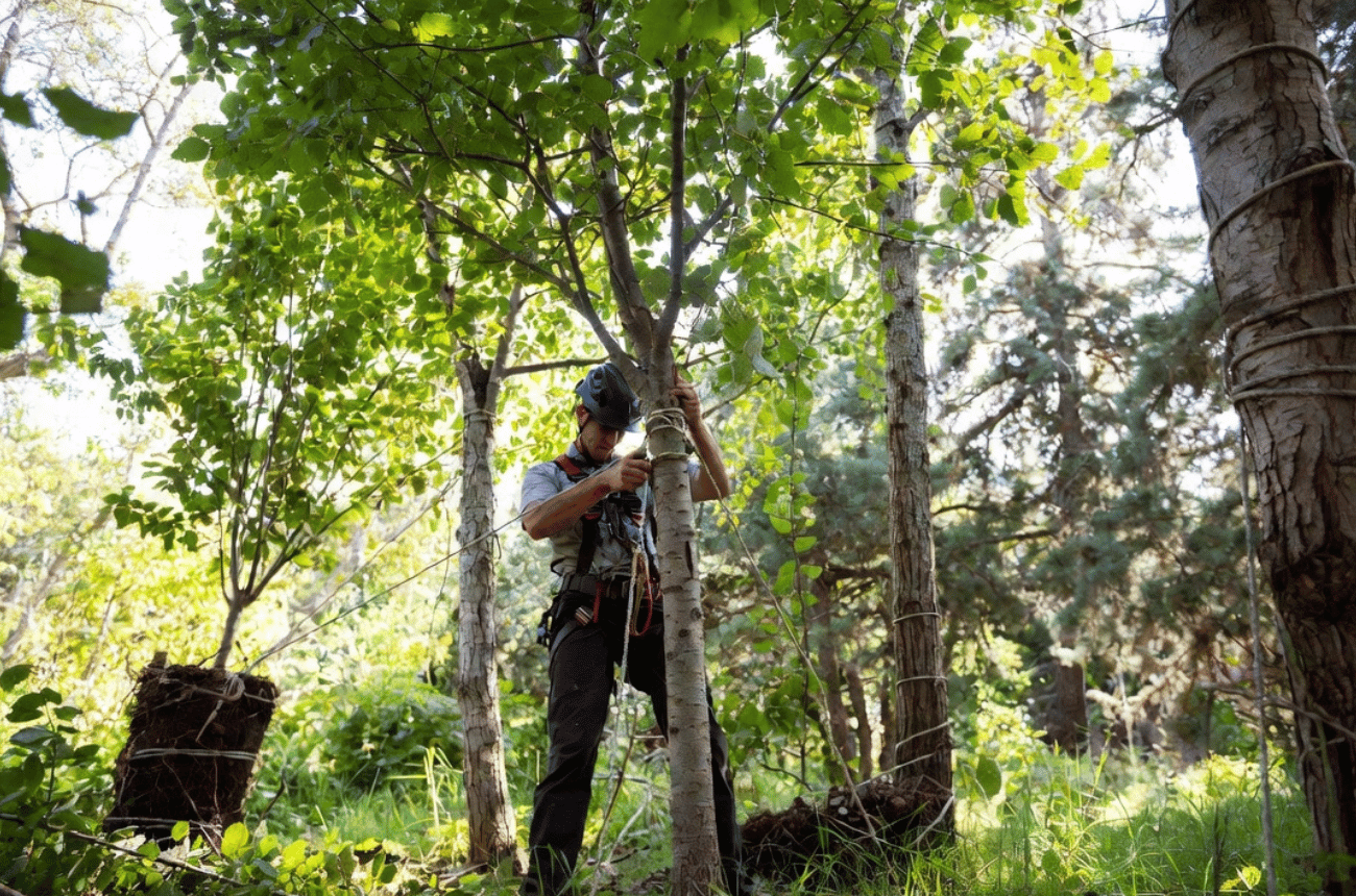 Transplant Shock Treatment for Trees in Eugene, Oregon