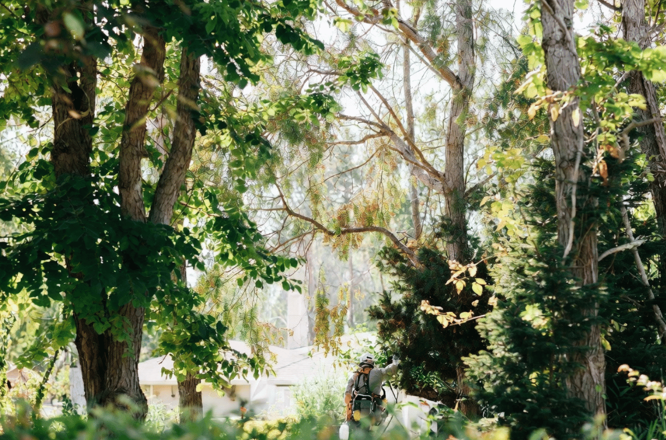 Integrated Pest Management (IPM) for Trees in Eugene, OR