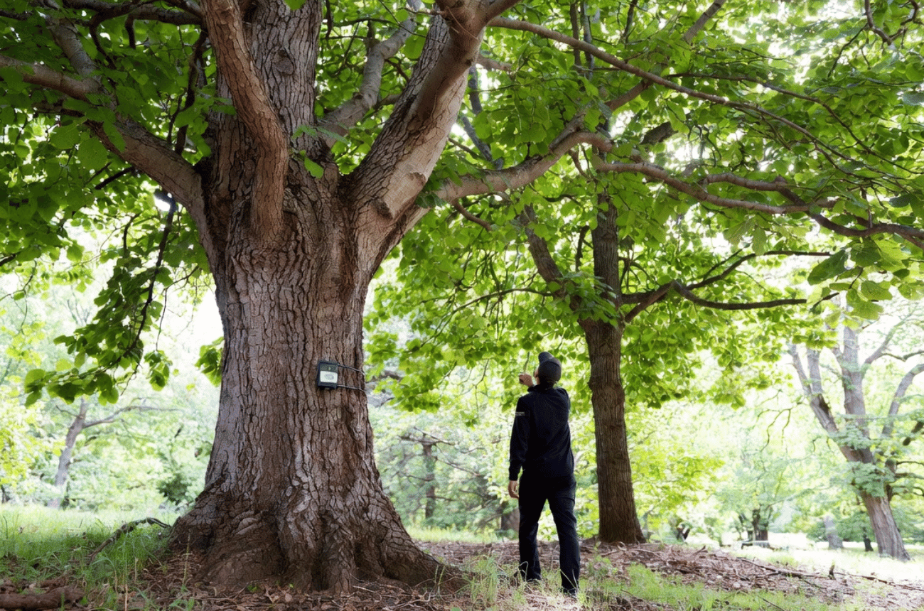 Tree Health Monitoring Services in Eugene, OR