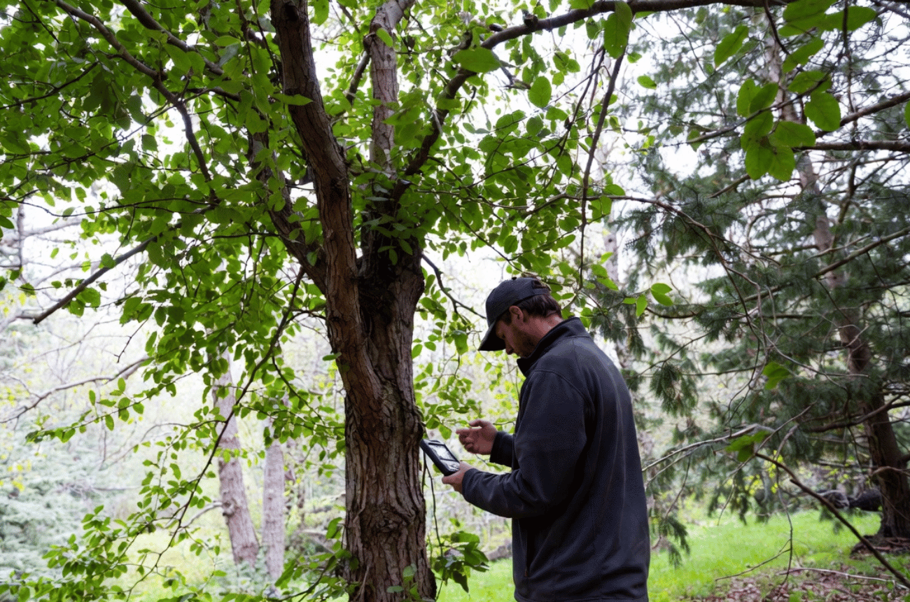 Tree Growth Regulator Applications in Eugene, Oregon
