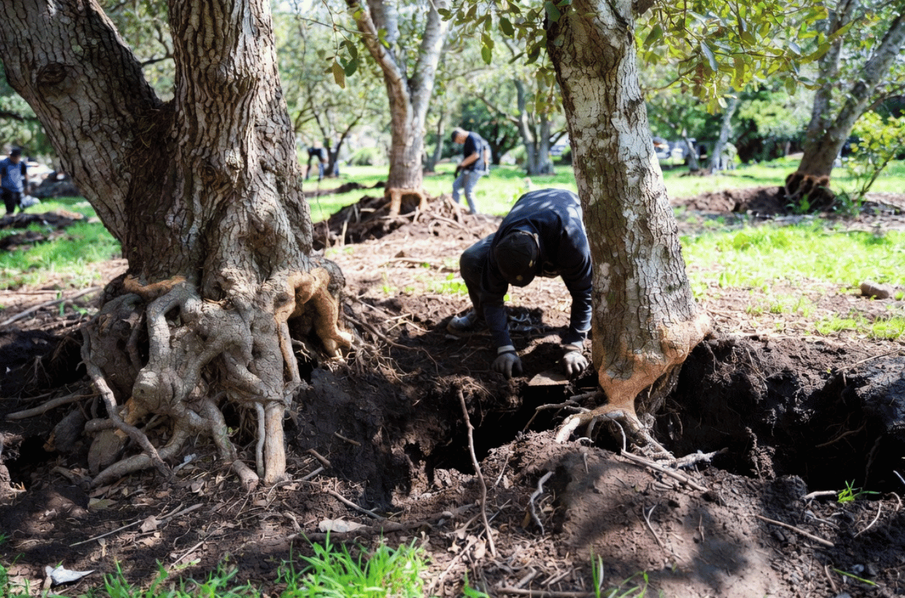 Tree Root Collar Excavation Services in Eugene, Oregon