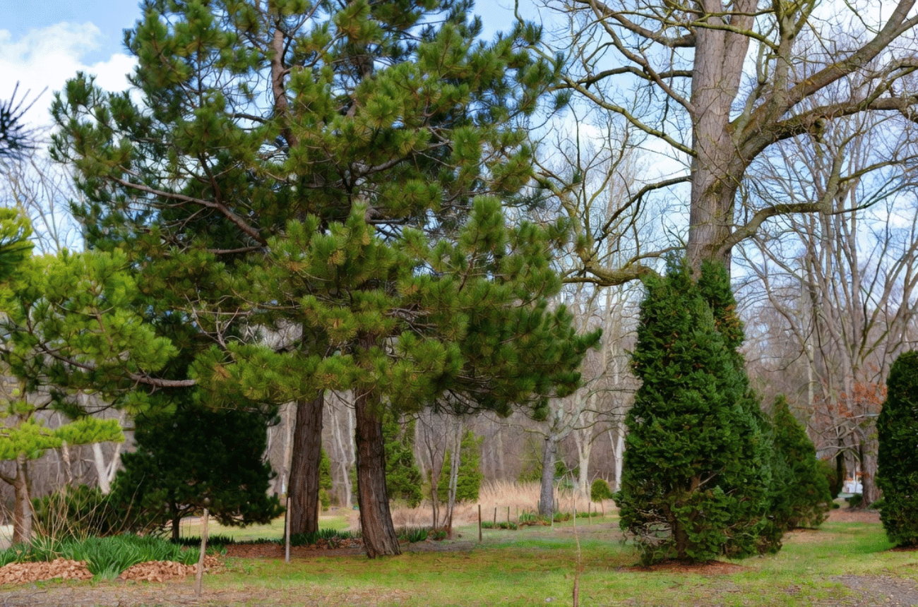 Tree Preservation Planning in Eugene