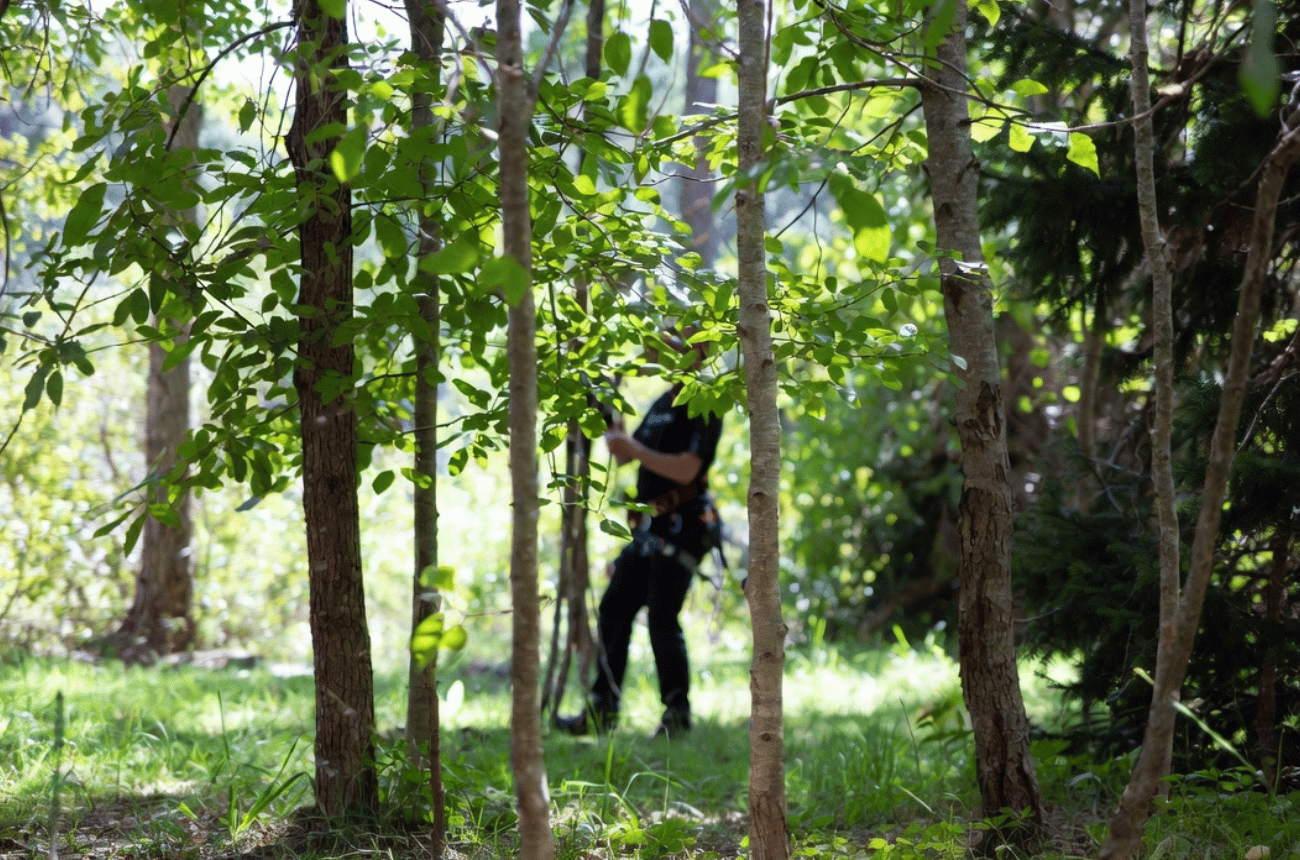 Tree Health Assessments in Eugene, Oregon