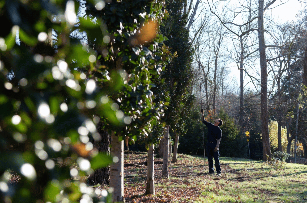 Tree Disease Diagnosis in Eugene, Oregon