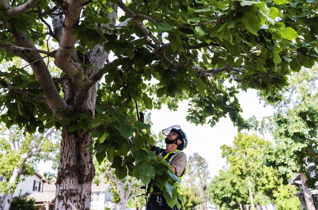 Urban Tree Protection & Planning in Eugene, Oregon