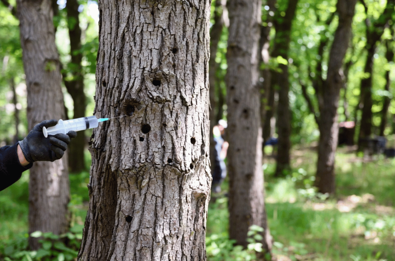Expert Tree Trunk Injection Treatments in Eugene, Oregon