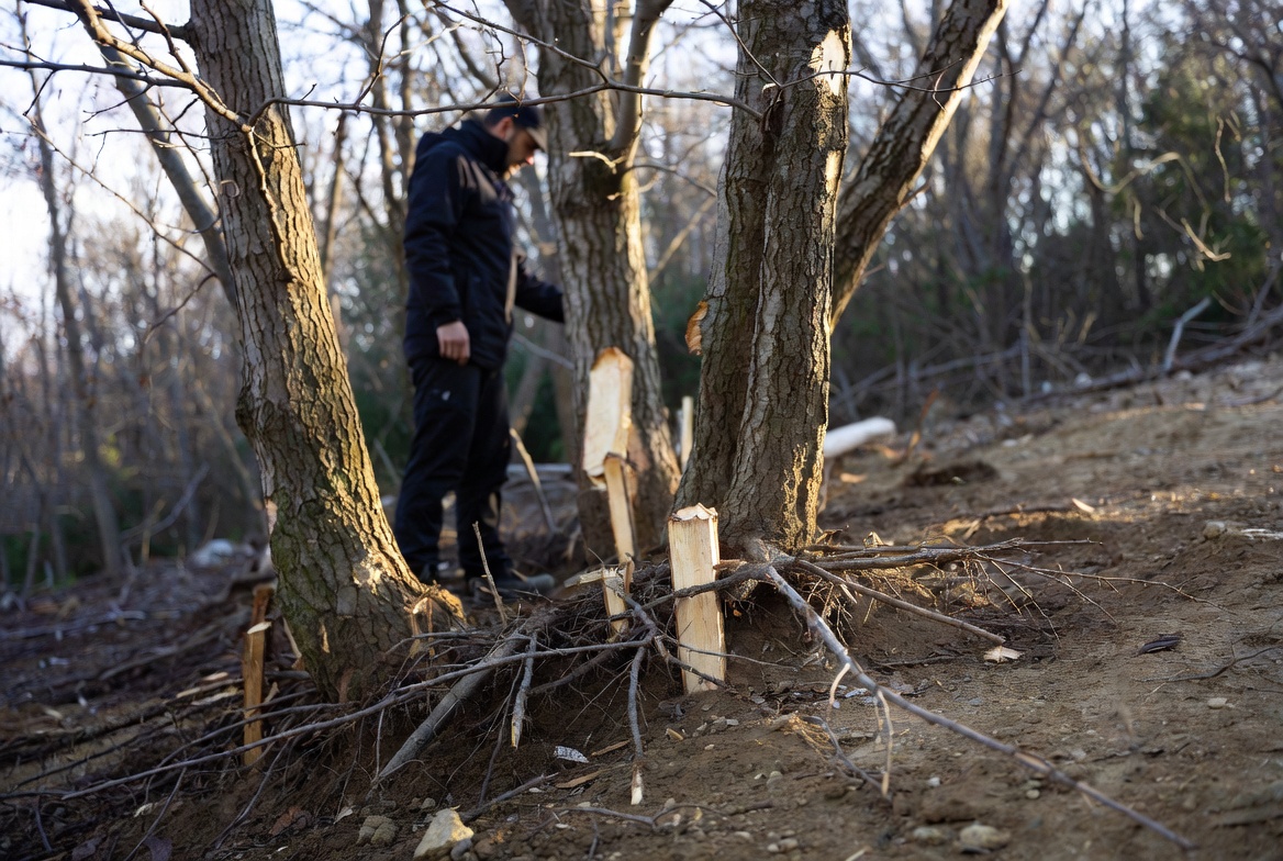 What Causes Tree Root Damage in Eugene and Springfield, OR?