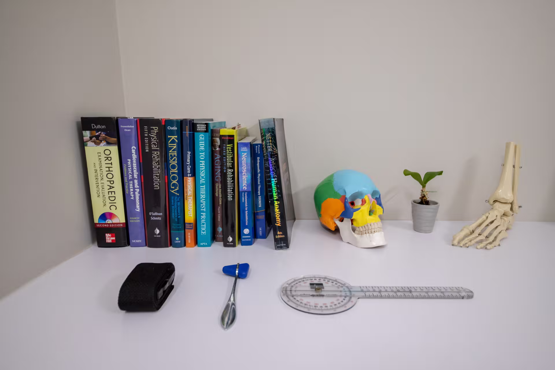 A row of physical therapy and rehabilitation books, a colorful skull model, a small potted plant, a foot skeleton model, a black wrist strap, a reflex hammer, and a clear plastic goniometer on a white surface.