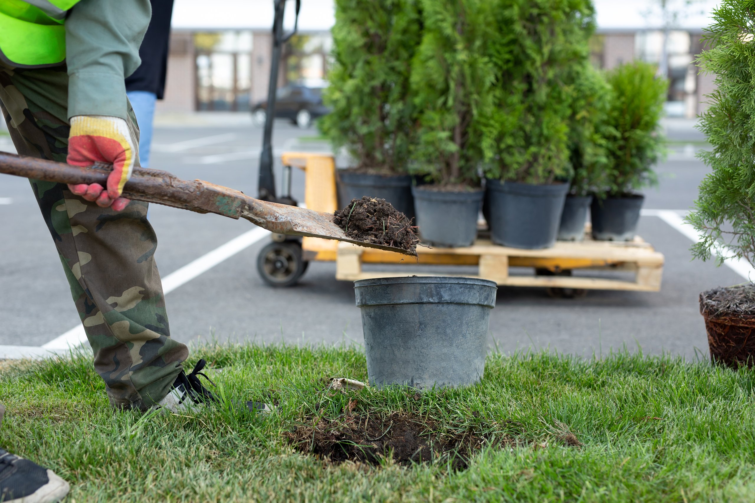 Person shoveling soil from a hole in grass into a black plastic pot with potted plants on a pallet in the background.