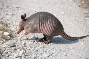 Humane armadillo removal service by Critter One, showcasing safe techniques for wildlife management in residential areas.
