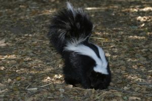 Skunk in its habitat, illustrating its ecological role and health threats related to wildlife removal services.
