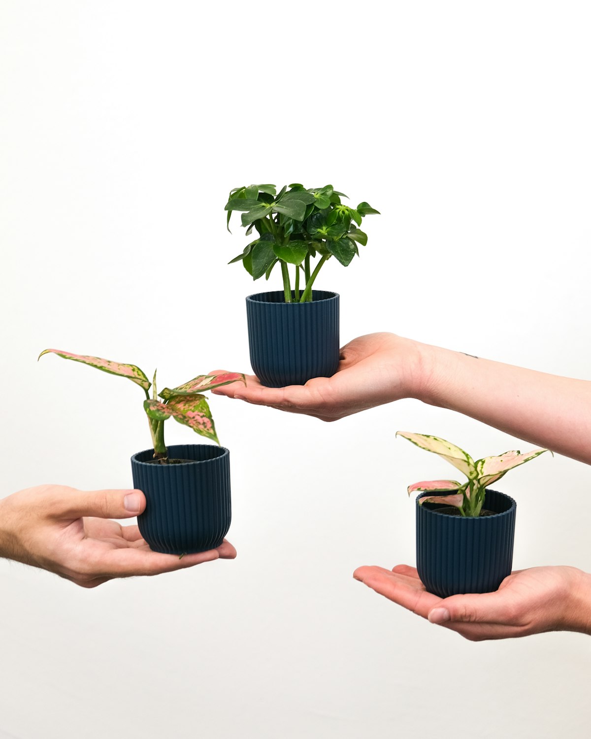A pair of hands cradling small potted plants, illustrating the ongoing care that keeps a Confluence intranet alive after launch. Photo from Unsplash.