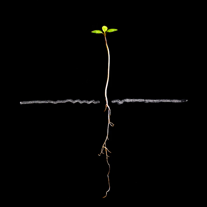 A small seedling and its roots against a dark background