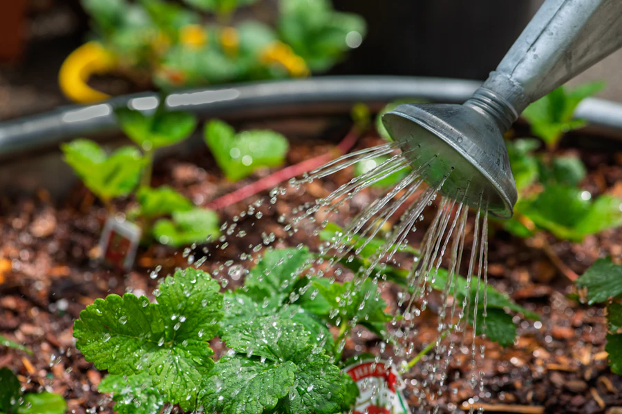 A watering can watering strawberry plants