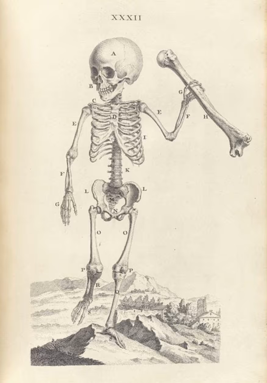 A Story of Three Bones