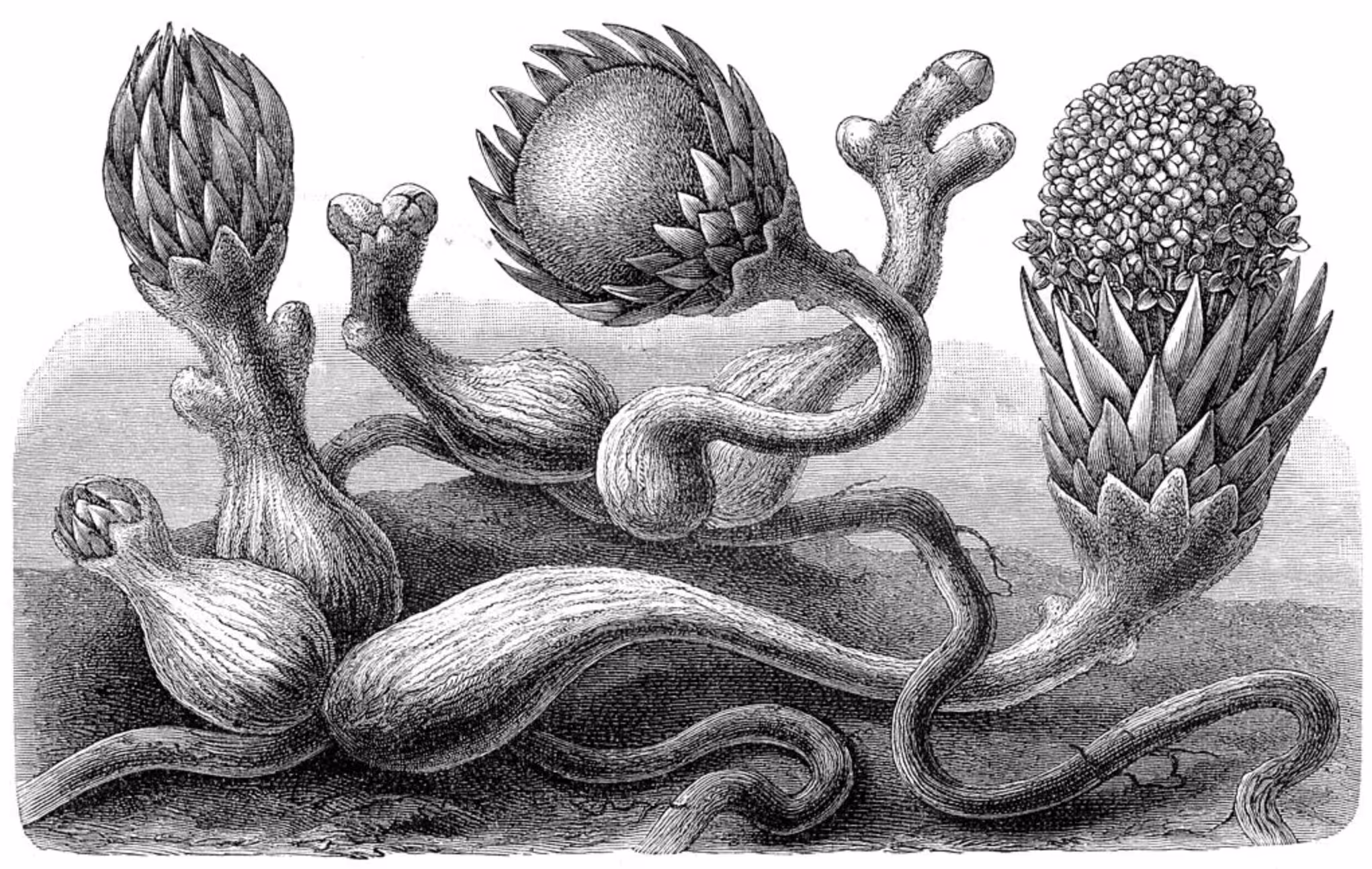 3 Difficult Beginning (Rough Start) - The I Ching