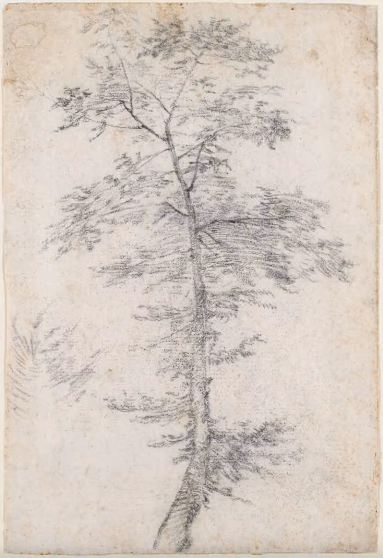 Tree Sightings